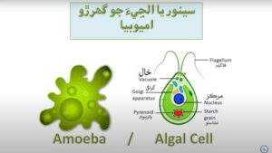 amoeba